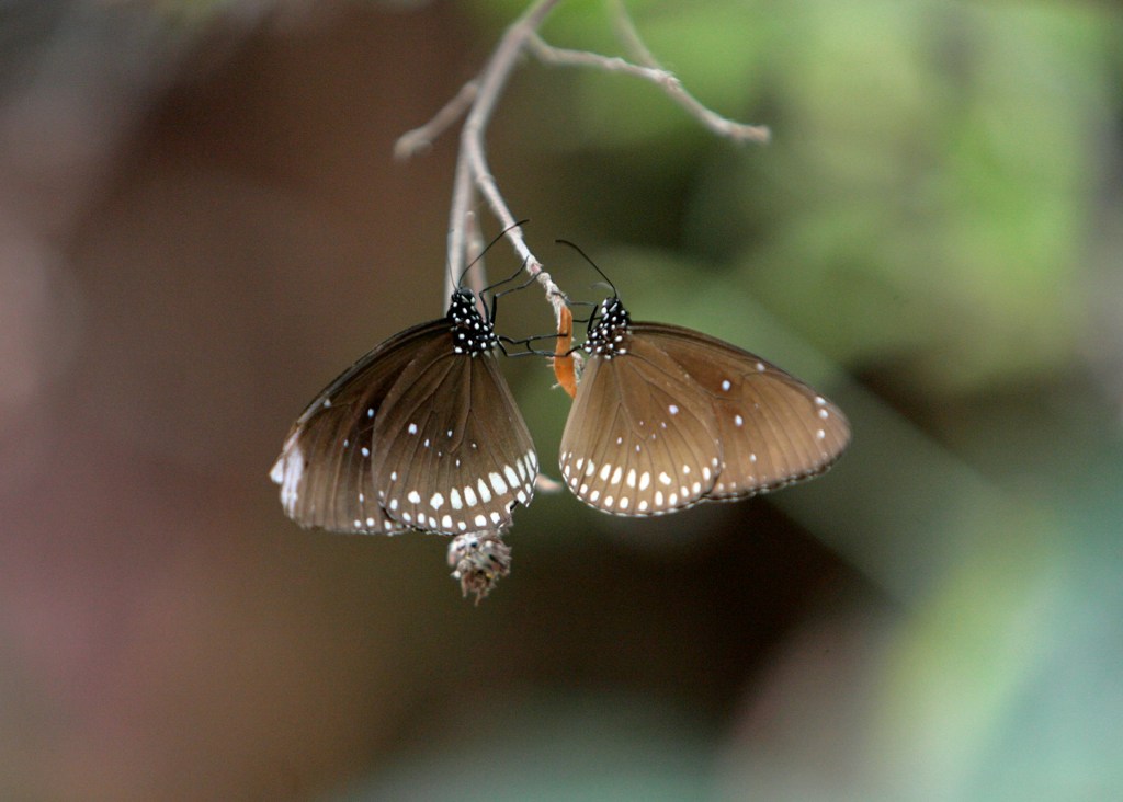 An image of two brown butterflies on a branch.