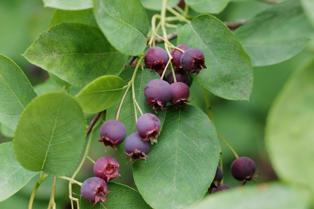 An image of some purple service berries.