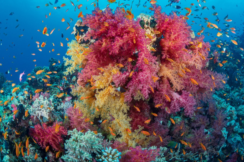 An image of a coral reef with varied corals and lots of fish.