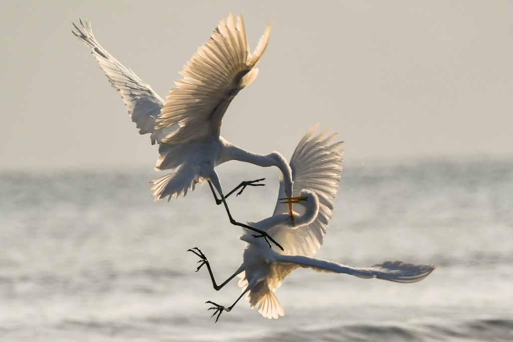 An image of two birds fighting using their talons.