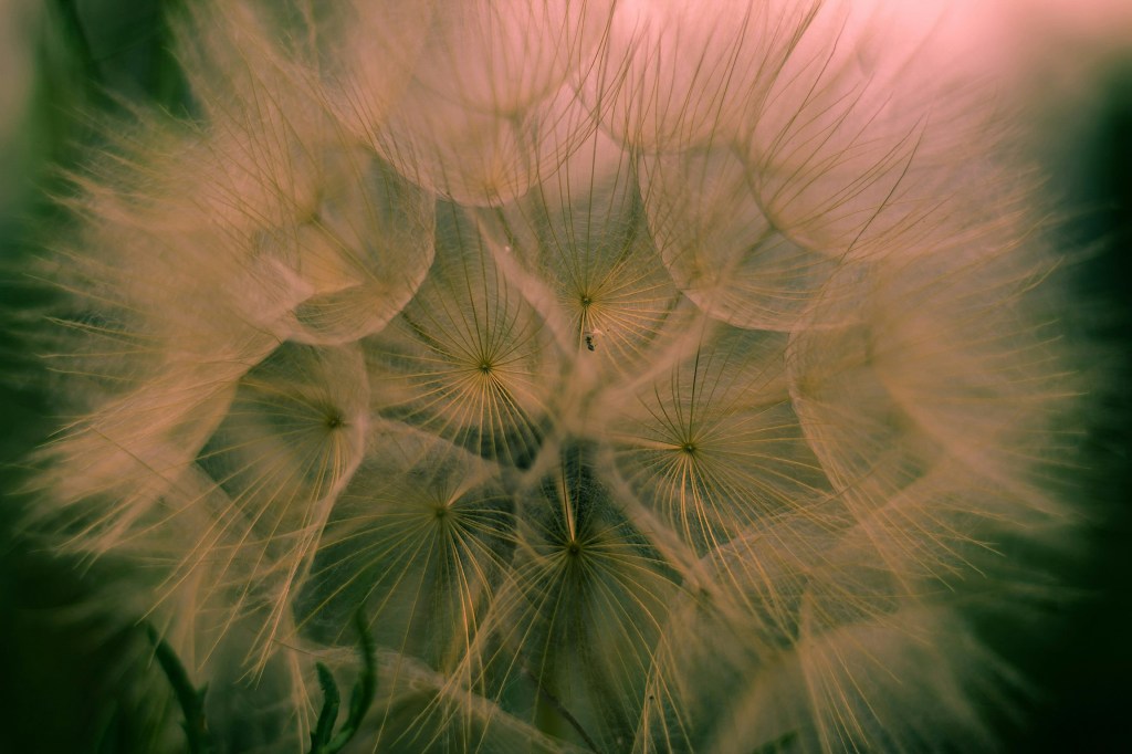 An image of a dandelion head in seed.